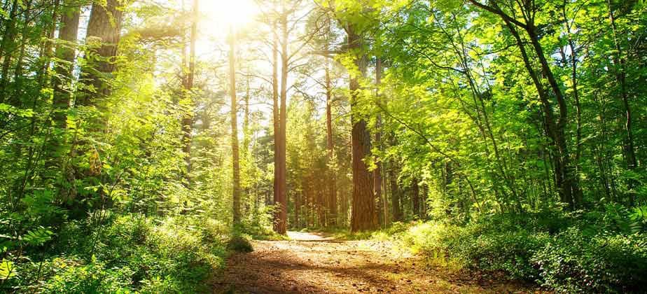 Sonnenaufgang in üppig grünem Wald