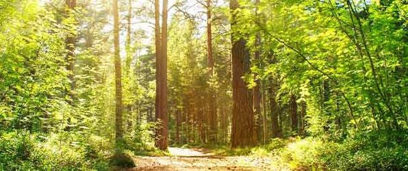 Sonnenaufgang in üppig grünem Wald