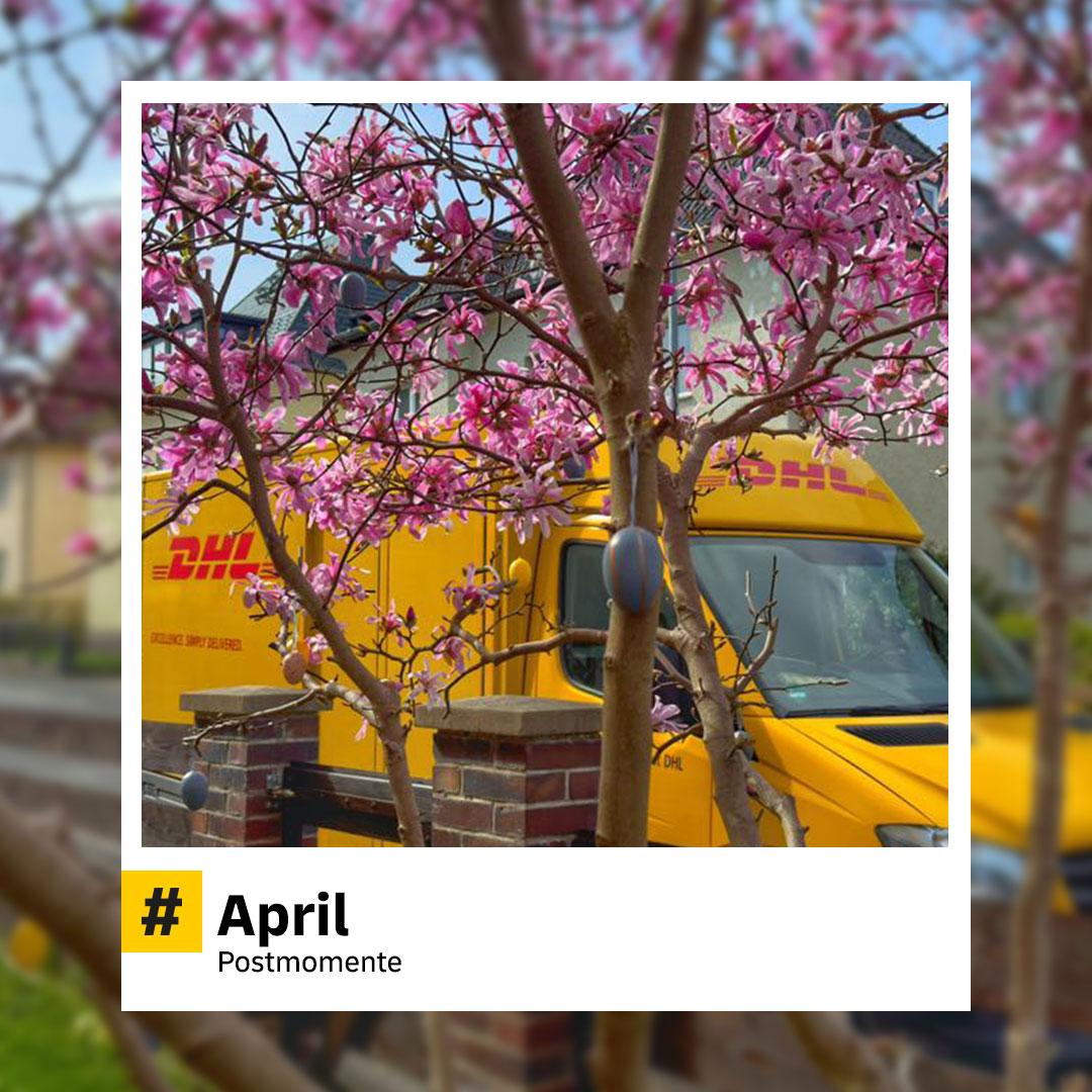 Gelber DHL-Zustellwagen steht hinter einem blühenden Magnolienbaum mit kräftig rosa Blüten. Die Zweige rahmen das Fahrzeug ein. Im Bildtext unten steht: "#April - Postmomente".